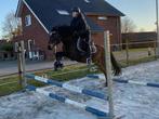Brave allround C-pony, Dieren en Toebehoren, Pony's, 7 tot 10 jaar, Merrie, Gechipt, L