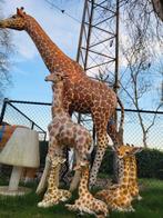 Giraffen familie op ware grootte, Ophalen, Gebruikt, Overige materialen, Dierenbeeld