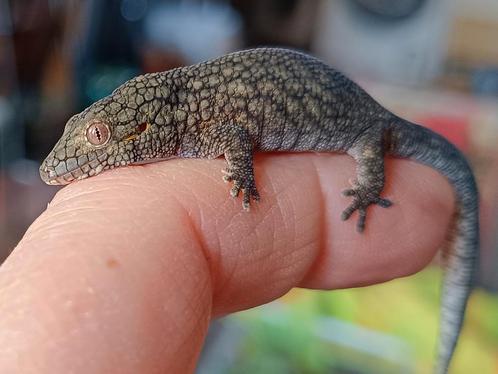 Eurydactylodes Vieillardi vrouw 2024, Dieren en Toebehoren, Reptielen en Amfibieën, 0 tot 2 jaar