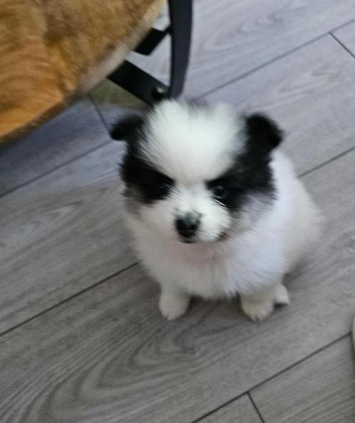 Pomerinaan/dwergkees pups, Dieren en Toebehoren, Honden | Poolhonden, Keeshonden en Oertypen, Meerdere dieren, Keeshond, Particulier