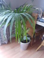 Palm    kamerplant, Ophalen, Palm, Halfschaduw, In pot