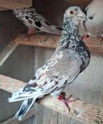 Kleurpostduiven almond doffer, Dieren en Toebehoren, Mannelijk, Postduif