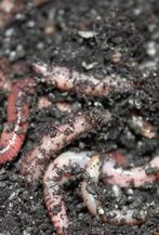 wormen, casters, maden, dauwpieren etc evt per post, Watersport en Boten, Ophalen of Verzenden, Nieuw, Overige typen