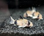 Hoplisoma panda (corydoras), Dieren en Toebehoren, Vissen | Aquariumvissen, Vis, Zoetwatervis, Schoolvis