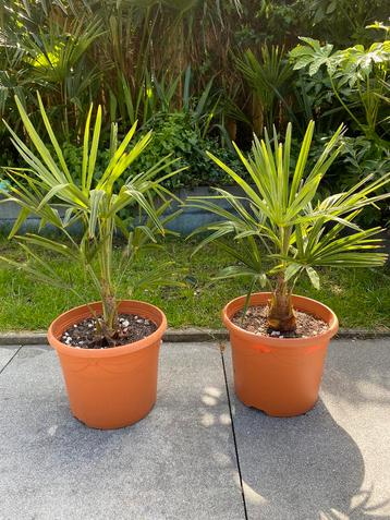 Trachycarpus fortunei (winterharde palm boom).