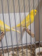 Te Koop gele kanaries mannen, Dieren en Toebehoren, Vogels | Kanaries, Mannelijk, Kleurkanarie