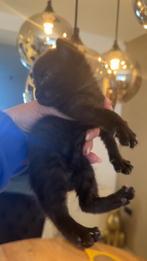 Kittens, Dieren en Toebehoren, Katten en Kittens | Overige Katten, Meerdere dieren