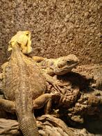 Twee baardagamen (man+vrouw) incl terrarium, Dieren en Toebehoren, Reptielen en Amfibieën, 0 tot 2 jaar, Tam, Hagedis