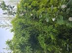 Bamboe, Tuin en Terras, Planten | Bomen, Ophalen, Bloeit niet, Overige soorten