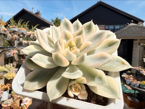 Echeveria  Moon Fairy Variegata/vetplant/succulent, Huis en Inrichting, Kamerplanten, Overige soorten, Minder dan 100 cm, Ophalen of Verzenden