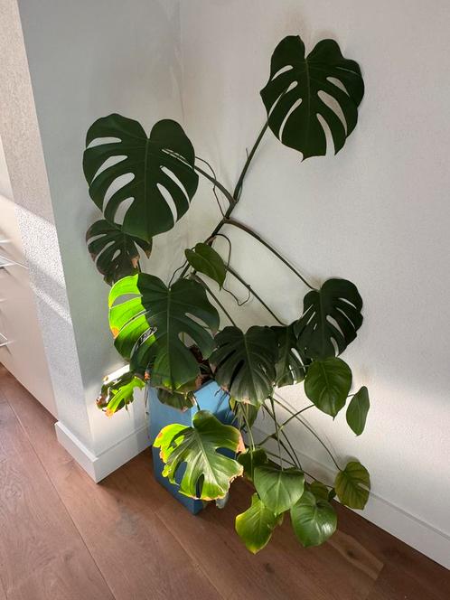 Monstera Deliciosa – Grote, Gezonde Kamerplant, Huis en Inrichting, Kamerplanten, Overige soorten, 100 tot 150 cm, Bloeiende kamerplant