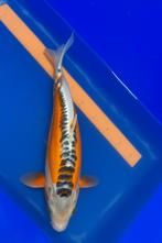 Shusui 40cm, Dieren en Toebehoren, Karper of Koi