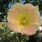 ZELDZAAM! Russische stokroos Alcea Rugosa zaden geel roze, Tuin en Terras, Ophalen of Verzenden, Voorjaar, Volle zon, Zaad