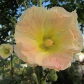 ZELDZAAM! Russische stokroos Alcea Rugosa zaden geel roze beschikbaar voor biedingen