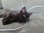 Britse Korthaar, Dieren en Toebehoren, Katten en Kittens | Raskatten | Korthaar, Poes, Ontwormd, 0 tot 2 jaar