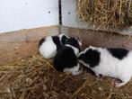Cavia's te koop, Dieren en Toebehoren, Cavia, Meerdere dieren, Tam, September