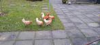 Friese kippen, Geelwitpel kriel., Meerdere dieren, Kip