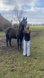 Gezocht: verzorg pony/paard omgeving de wijk/meppel/koekange, Dieren en Toebehoren, Ophalen of Verzenden, Zo goed als nieuw