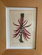 Botanische tekening, een facsimile., Ophalen of Verzenden