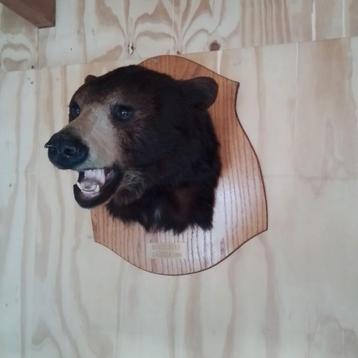 Mooie kop beschikbaar voor biedingen