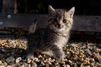 Lieve kittens van Brits Korthaar, Dieren en Toebehoren, Katten en Kittens | Raskatten | Korthaar, Meerdere dieren, Ontwormd