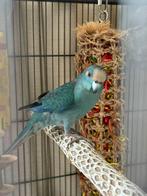 Kakariki, Dieren en Toebehoren, Vogels | Parkieten en Papegaaien, Geslacht onbekend, Parkiet, Geringd