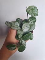 Hoya mathilde Super Splash, Overige soorten, Minder dan 100 cm, Ophalen of Verzenden, Bloeiende kamerplant