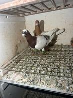 Koppel duiven te koop, Dieren en Toebehoren, Vogels | Duiven, Meerdere dieren, Overige soorten