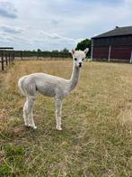 Alpaca hengstje te koop!, Dieren en Toebehoren, Schapen, Geiten en Varkens, Mannelijk, Schaap, 0 tot 2 jaar