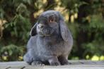 Diverse konijnen in de opvang, Meerdere dieren
