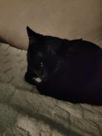 Lief poesje te koop, Dieren en Toebehoren, Katten en Kittens | Raskatten | Korthaar, Poes, 0 tot 2 jaar