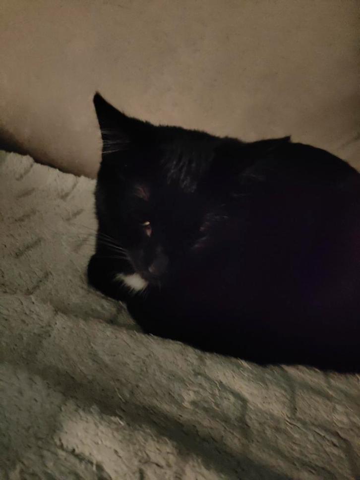 Lief poesje te koop, Dieren en Toebehoren, Katten en Kittens | Raskatten | Korthaar, Poes, 0 tot 2 jaar