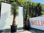 Palmboom - Yucca Filifera - stamhoogte 90-100 cm, Ophalen of Verzenden, 250 tot 400 cm, Zomer, Palmboom