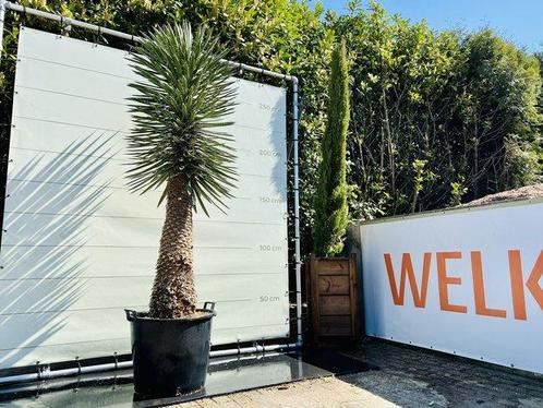 Palmboom - Yucca Filifera - stamhoogte 90-100 cm, Tuin en Terras, Planten | Bomen, Palmboom, 250 tot 400 cm, Volle zon, Zomer