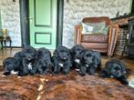 BRUINE NEWFOUNDLANDER X BERNER SENNEN PUPS, Parvo, Nederland, Meerdere, Meerdere dieren