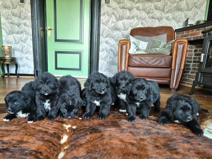BRUINE NEWFOUNDLANDER X BERNER SENNEN PUPS, Dieren en Toebehoren, Honden | Bulldogs, Pinschers en Molossers, Meerdere dieren, Sennenhond