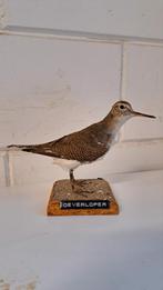 Prachtige Opgezette Vogel Nieuwstaat!! Oeverloper., Ophalen of Verzenden, Zo goed als nieuw, Vogel, Opgezet dier