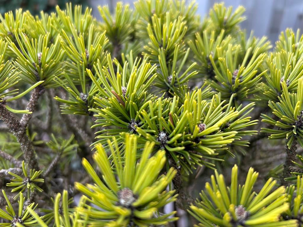 Pinus mugo bonsai, Ophalen, Volle zon