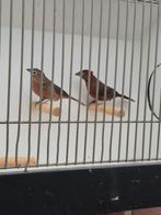 Koppel Rode kroonvinken, Dieren en Toebehoren, Meerdere dieren, Geringd