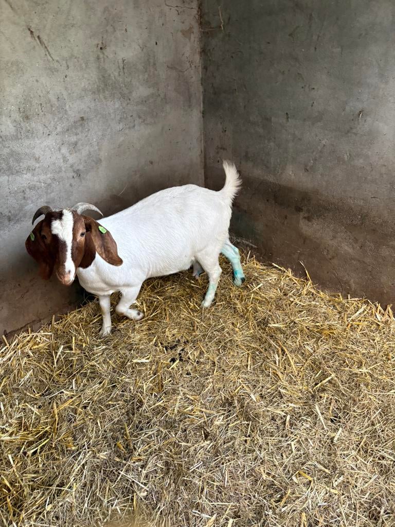 Tk stamboek boergeit 2 jaar oud, Dieren en Toebehoren, Schapen, Geiten en Varkens, Vrouwelijk, Schaap