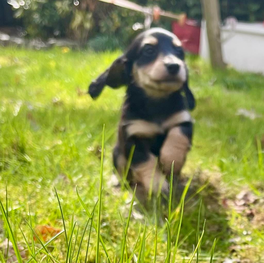 Mooi black and creme teckeltjes, Dieren en Toebehoren, Honden | Teckels en Dashonden, Parvo, 8 tot 15 weken, Dwerg, Langhaar