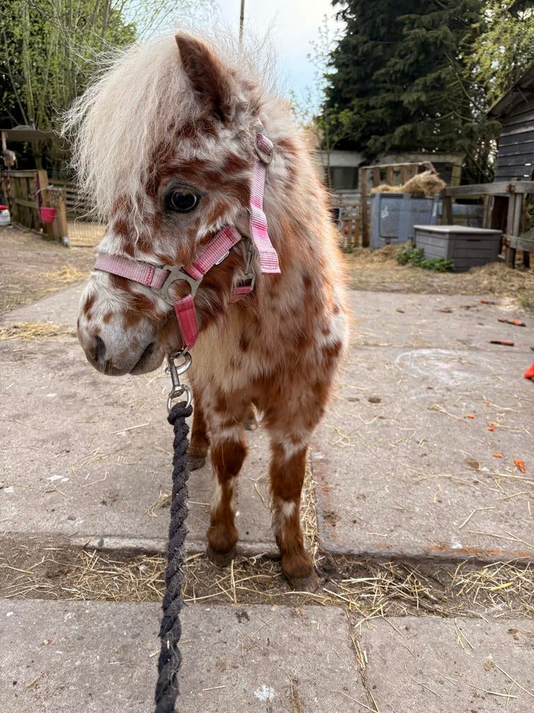 Vos panterbont hengstje, Dieren en Toebehoren, Merrie, A pony (tot 1.17m), Dressuurpony, 3 tot 6 jaar