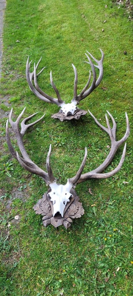 Gewei edelhert damhert geweien jacht jagen Veluwe, Verzamelen, Dierenverzamelingen, Gewei of Kop, Hert, Ophalen