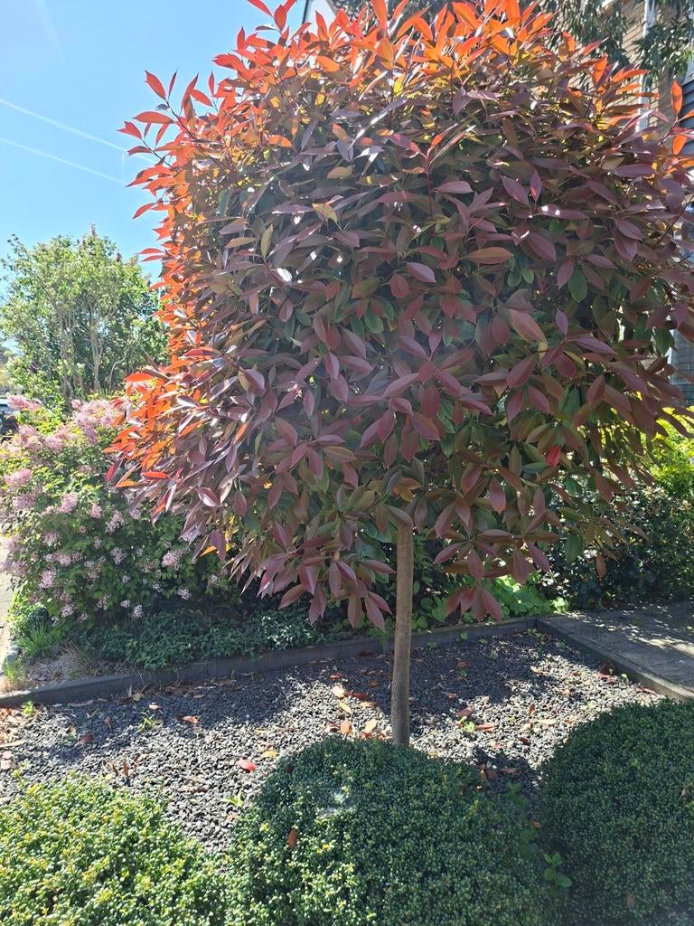 Mooie boom van ongeveer 2.40m hoog - zelf uitgraven, Ophalen, 100 tot 250 cm