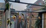 12 pyrrhuras, Dieren en Toebehoren, Meerdere dieren, Parkiet