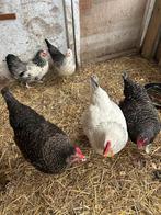 5 verschillende Kippen, Vrouwelijk, Kip