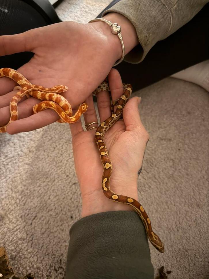 Jonge rattenslangen (Pantherophis guttatus) Rat Snake - unknown for sale from angel