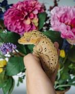 Wimpergekko man super dal, Dieren en Toebehoren, Overige soorten, Tam, 3 tot 6 jaar