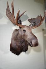 enorme eland opgezette taxidermy, Verzamelen, Ophalen, Zo goed als nieuw, Hert, Gewei of Kop