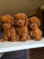 Toy poedels, Dieren en Toebehoren, Honden | Chihuahua's en Gezelschapshonden, Poedel, Reu, 8 tot 15 weken, Meerdere